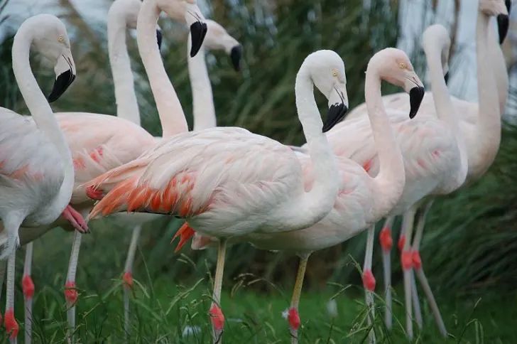white flamingos
