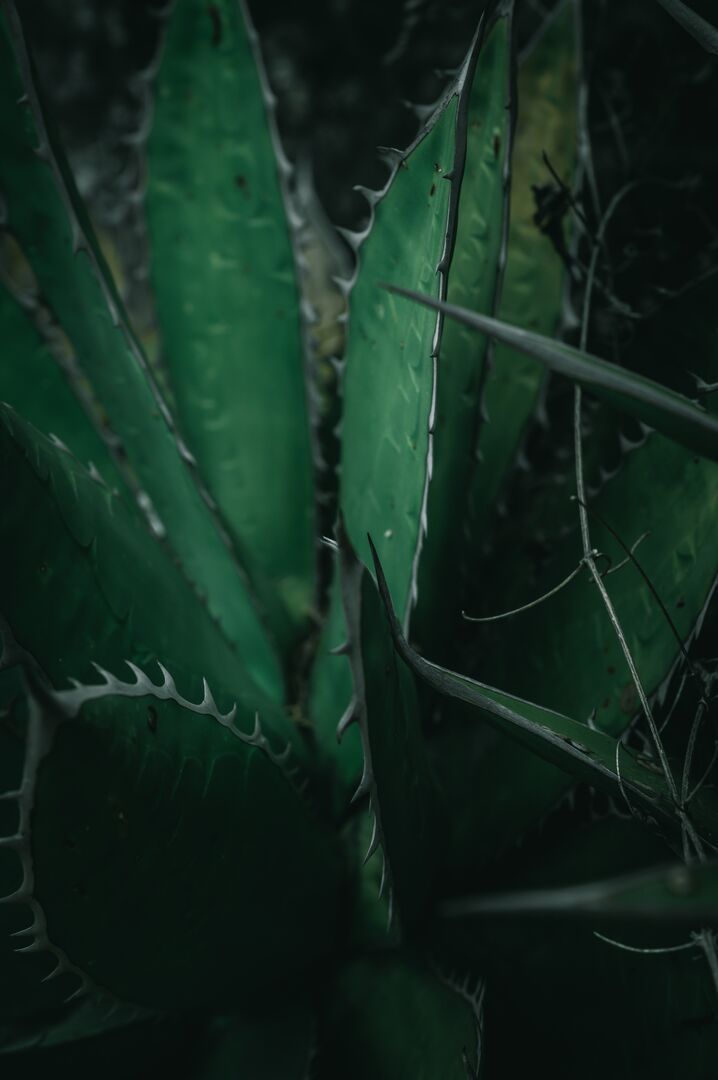 aloe vera idiotites