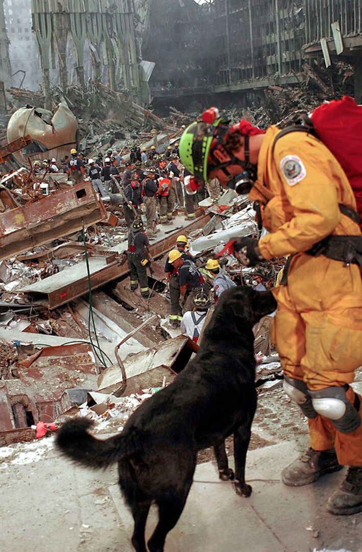 september 11 dogs