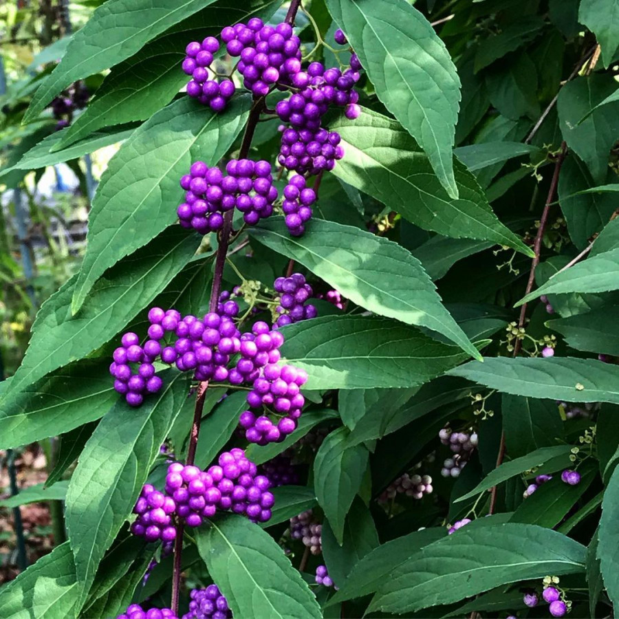Beautyberry