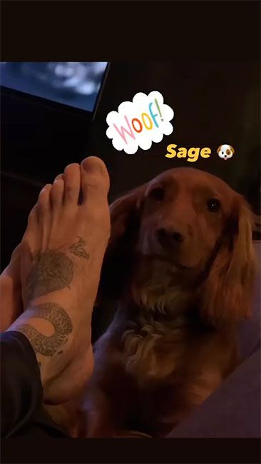 david beckham dog sage