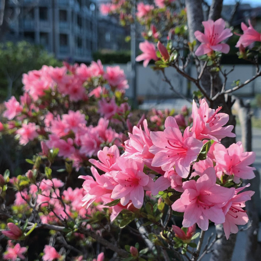 azalea.jpg