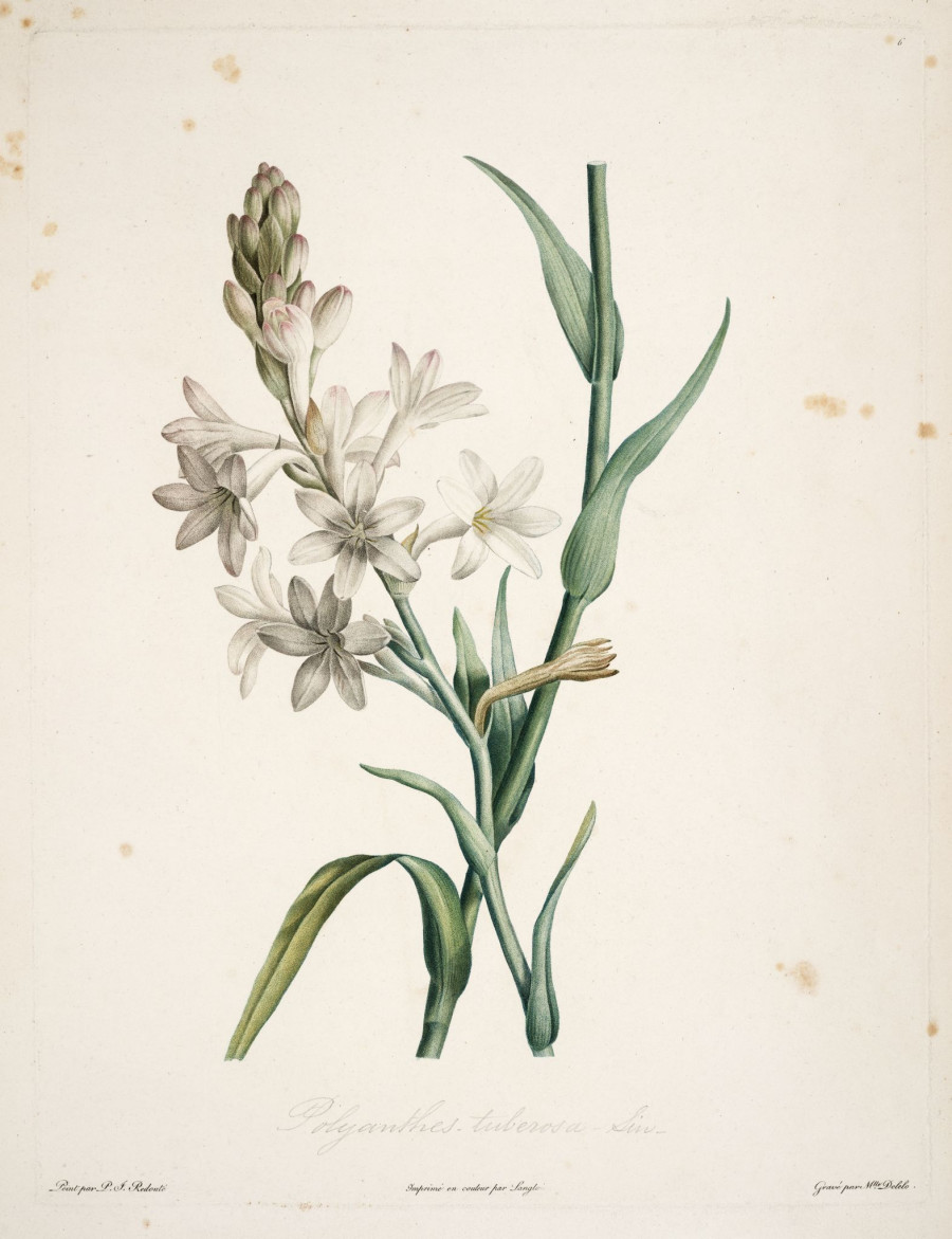 gravures-botanique-Rousseau-137-polyanthes-tuberosa-polyanthe-tubereuse.jpeg