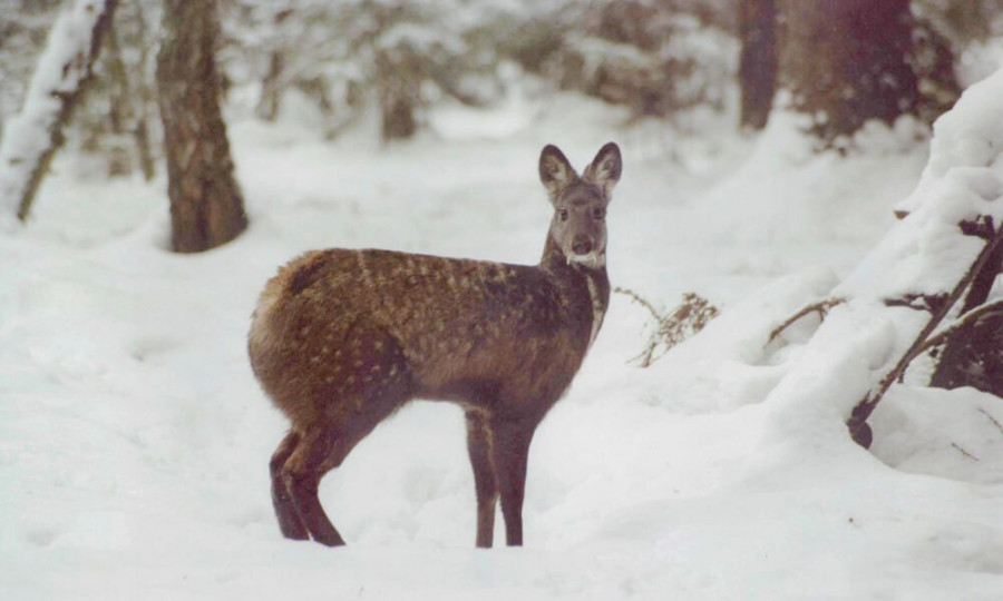 Siberian musk deer (Moschus moschiferus); Russian Federation
