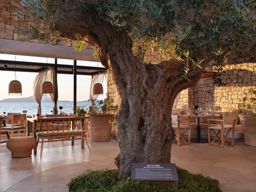 W-Costa-Navarino-Parelia-Restaurant-Olive-Tree.jpg