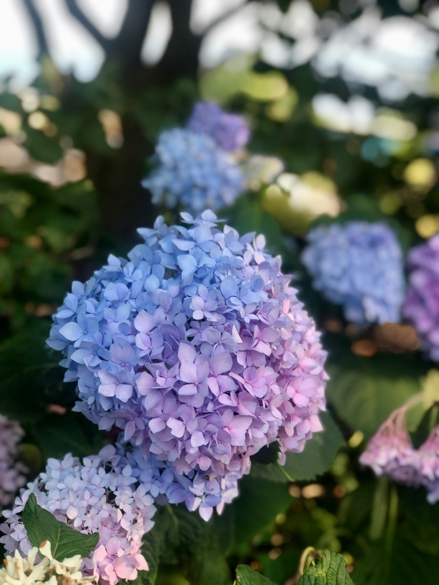 Hydrangeas.jpg