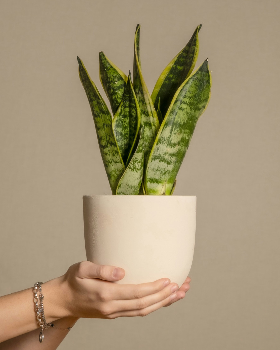 Sansevieria.jpg