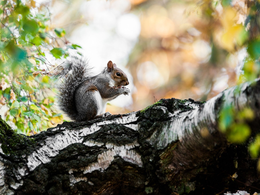 Closeup shot of a cute squirrel sitting on the mossy tree trunk with blurred background