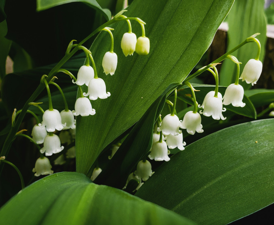 lily-of-the-valley.jpg