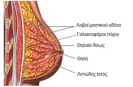 anatomia-mastou.jpg