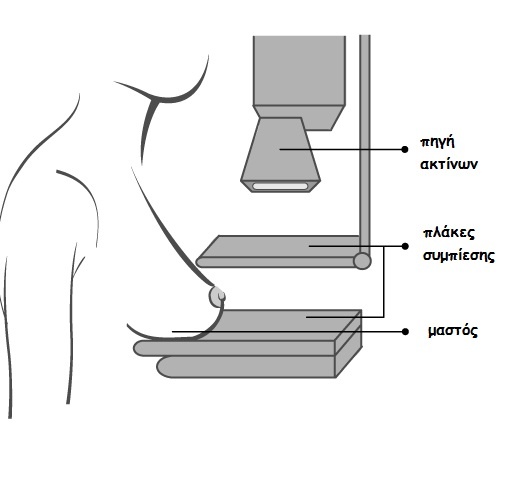 anatomia-mastou1.jpg