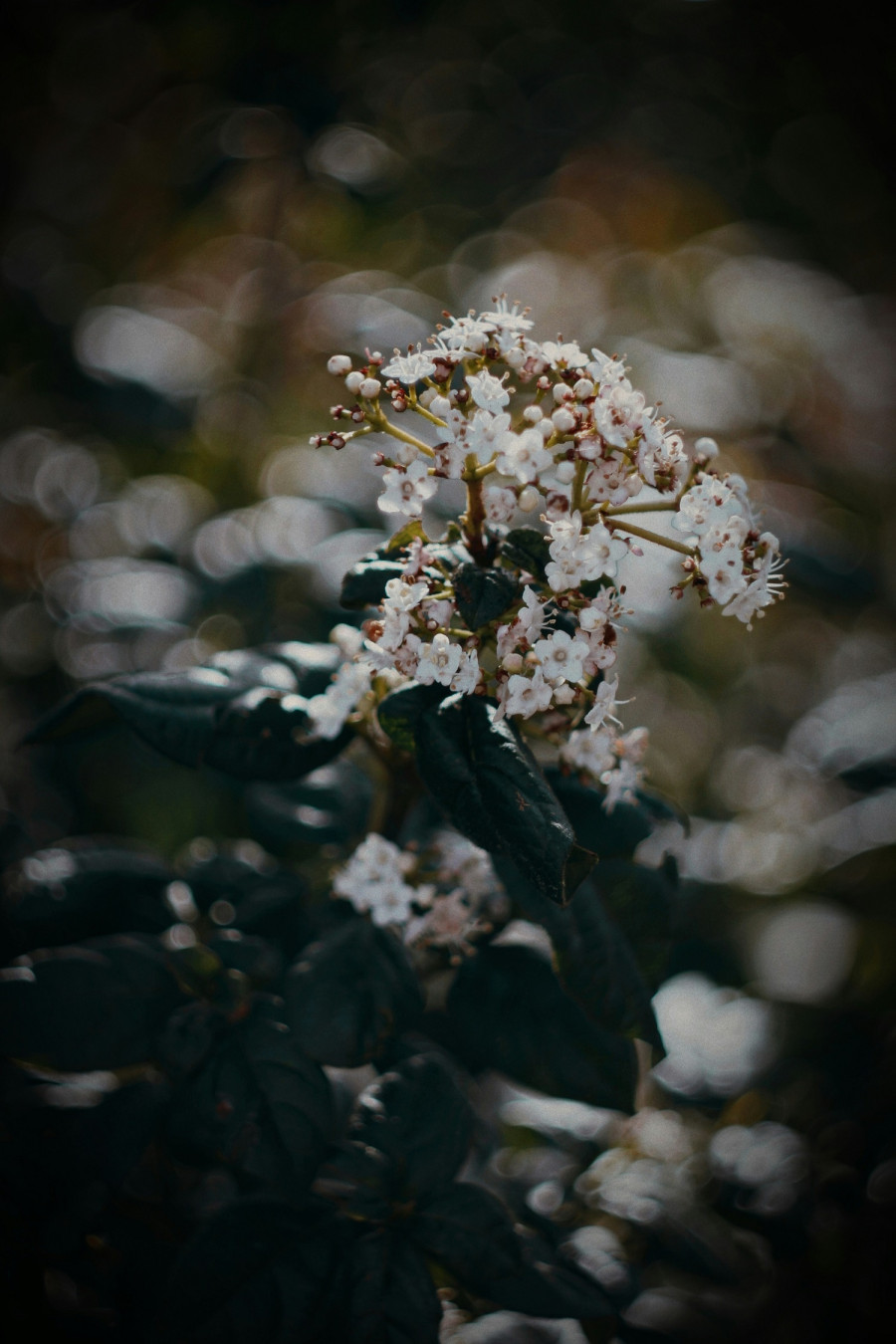 viburnum-tinus1.jpg