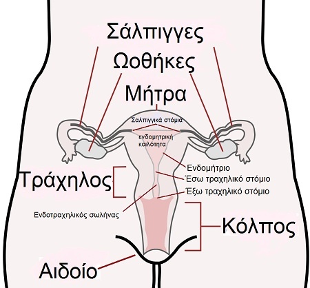 gynaikeiogensystnma.jpg