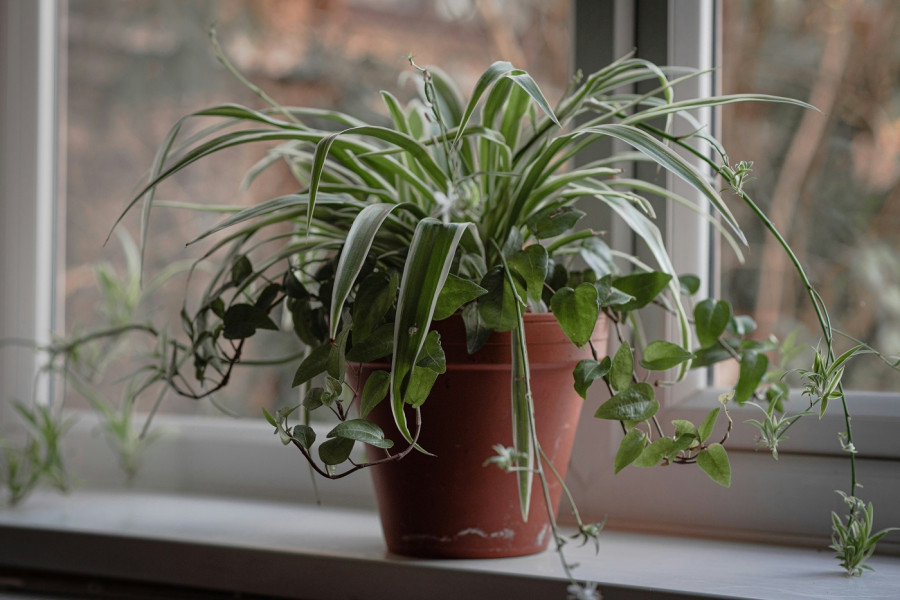 chlorophytum-comosum.jpg