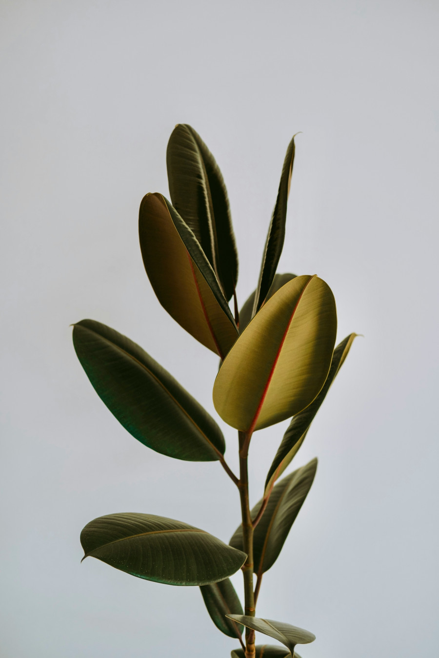 coffea-arabica.jpg