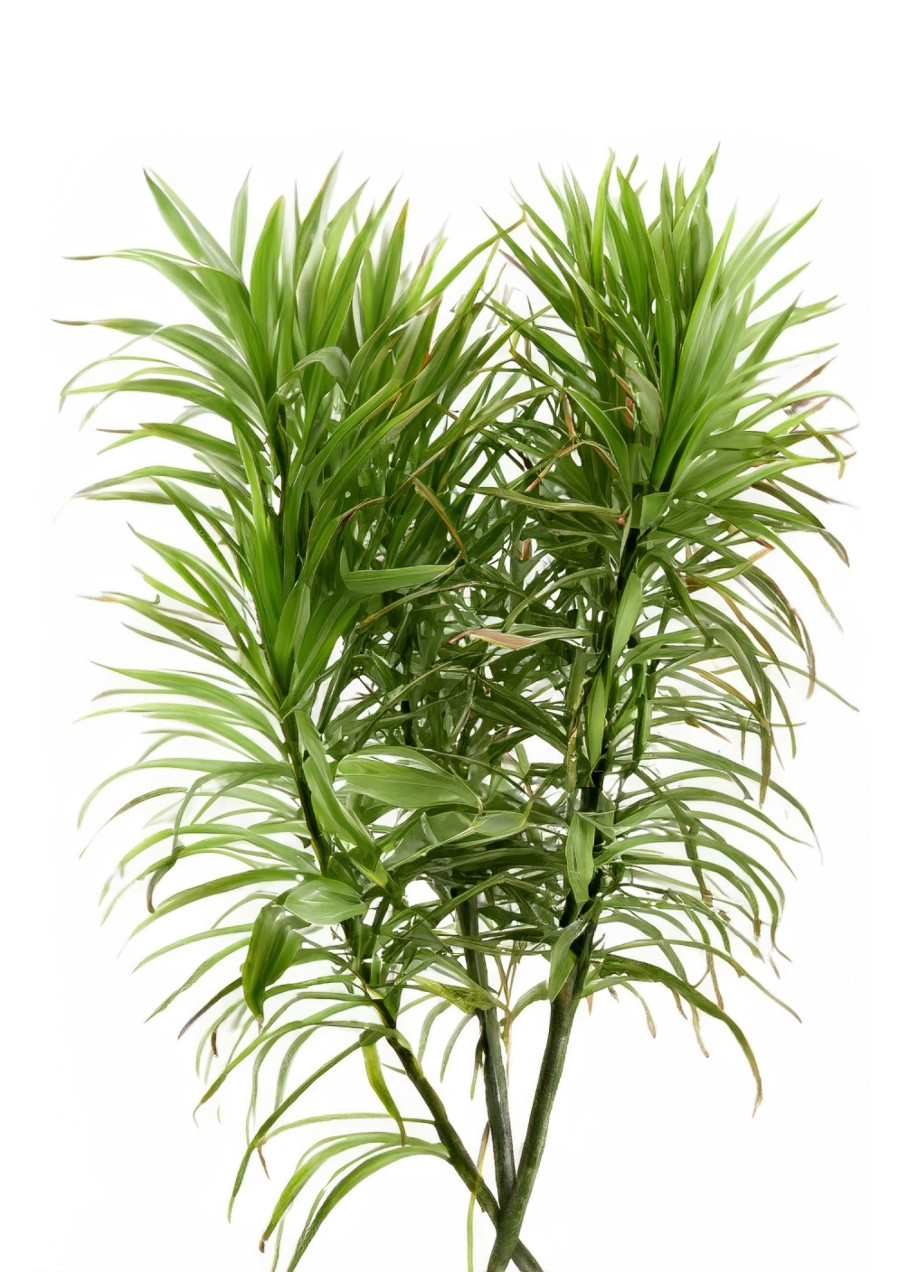 dracaena-trifasciatah.jpg