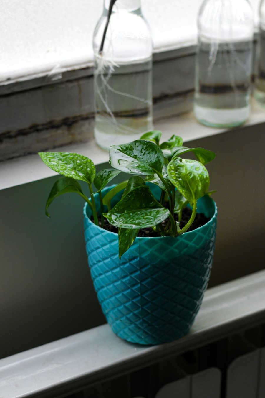 epipremnum-aureum.jpg