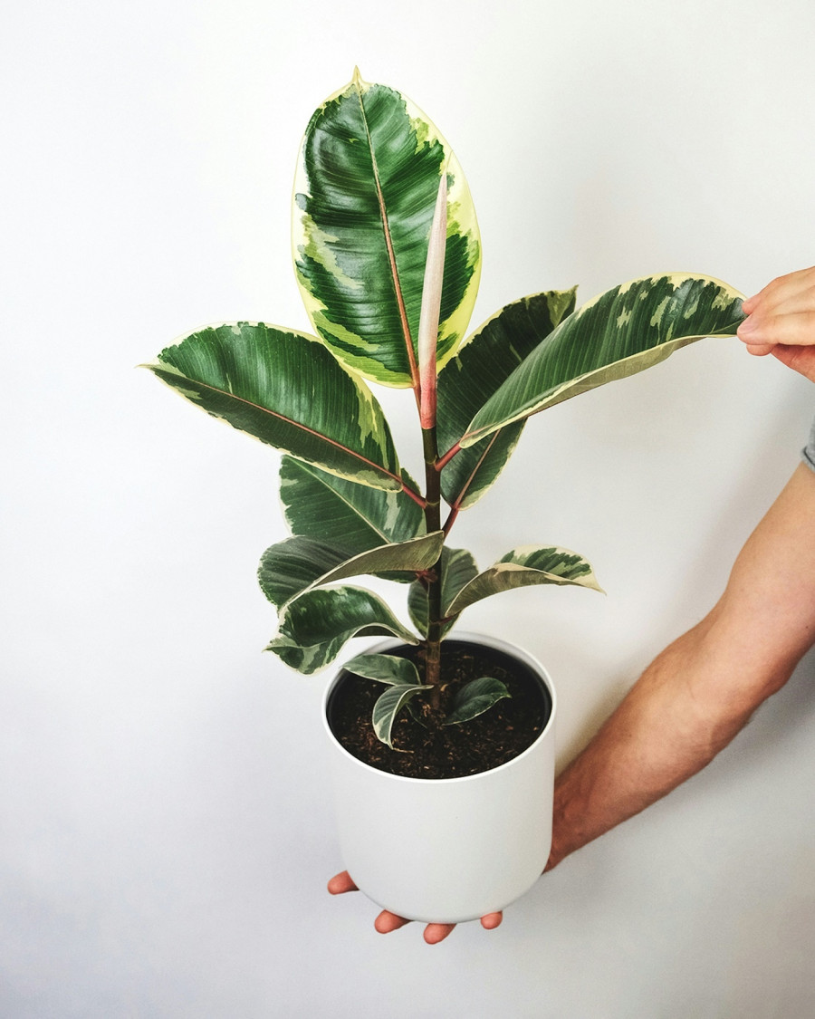 ficus-elastica.jpg