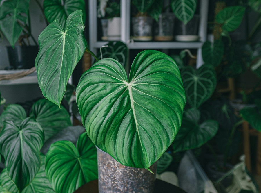 philodendron2.jpg