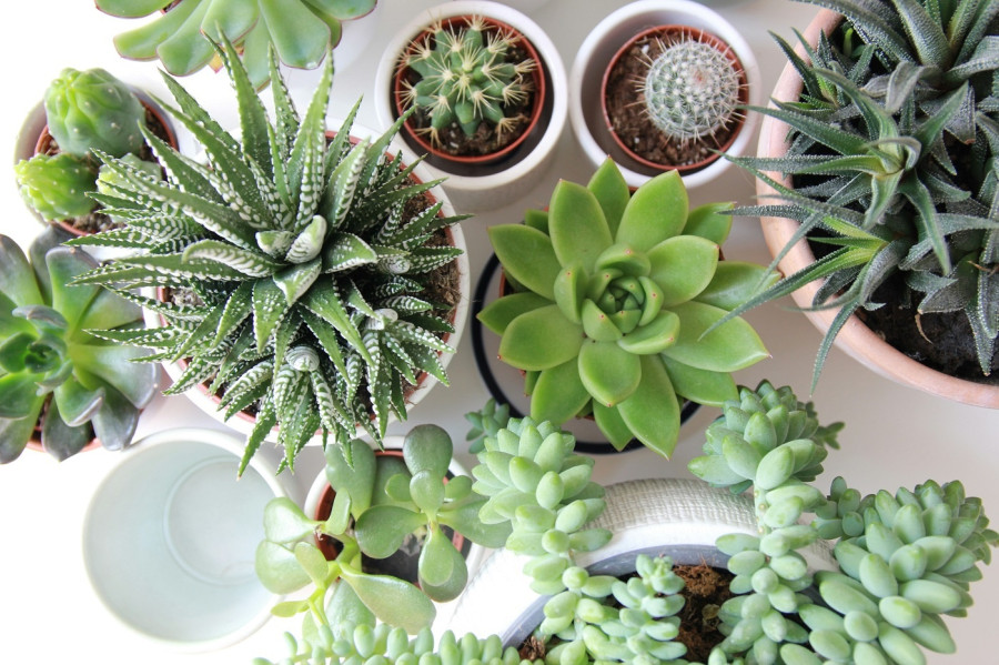 succulents.jpg
