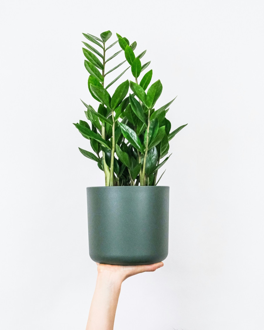 zamioculcas-zamiifolia.jpg