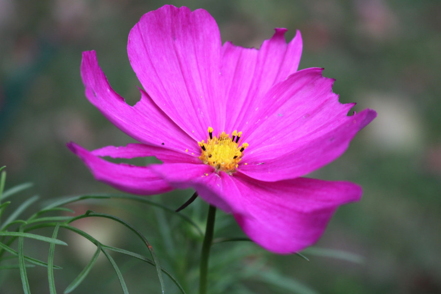 1784815580231-74559177-cosmos.jpg
