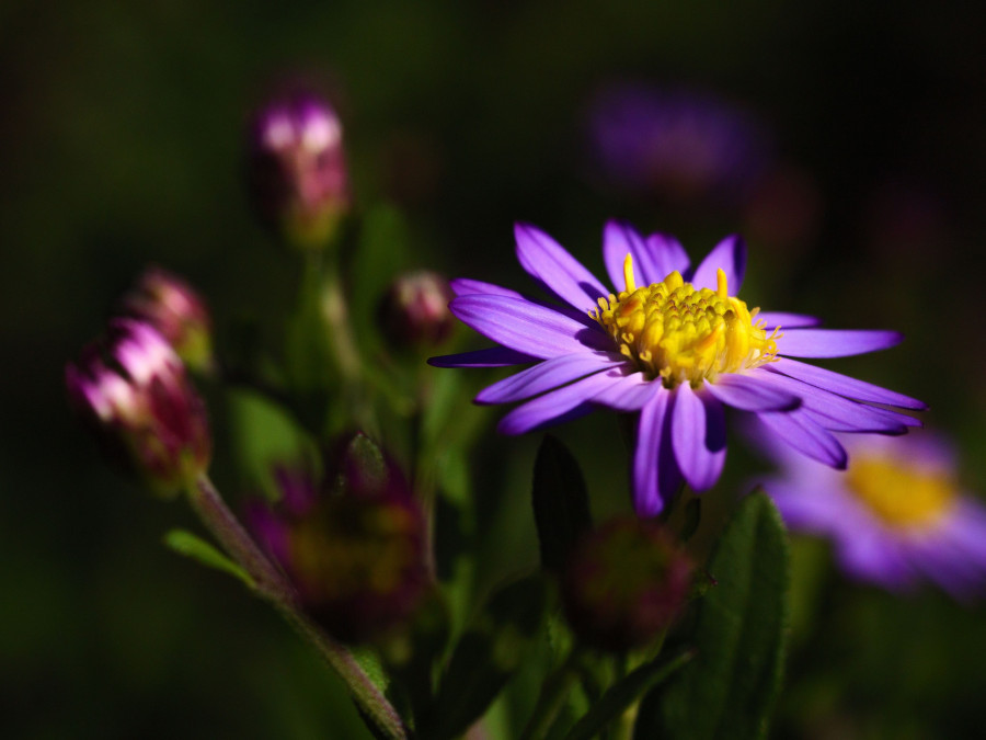 aster.jpg
