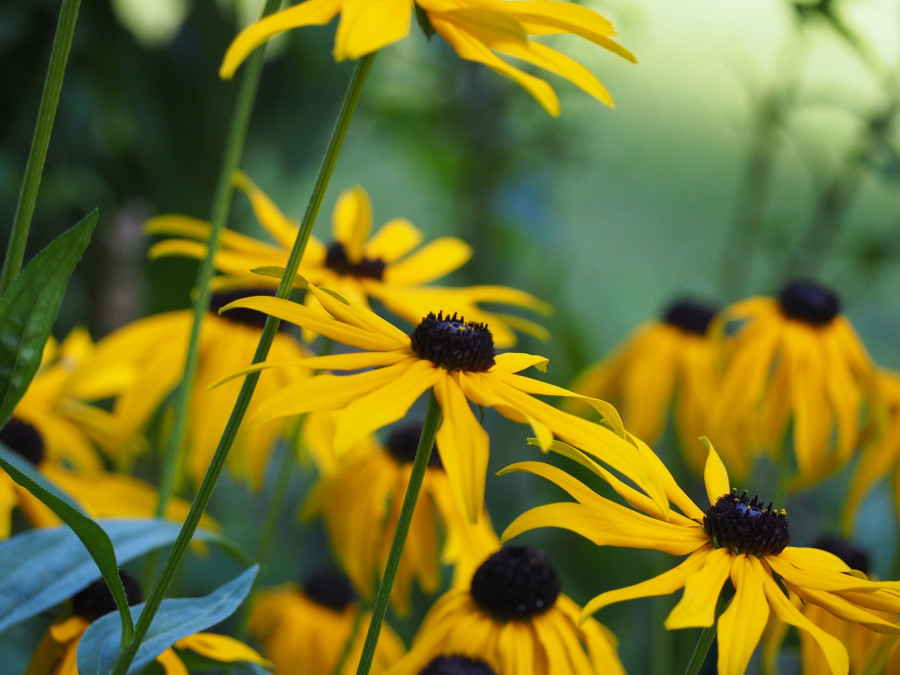 black-eyed-susan.jpg
