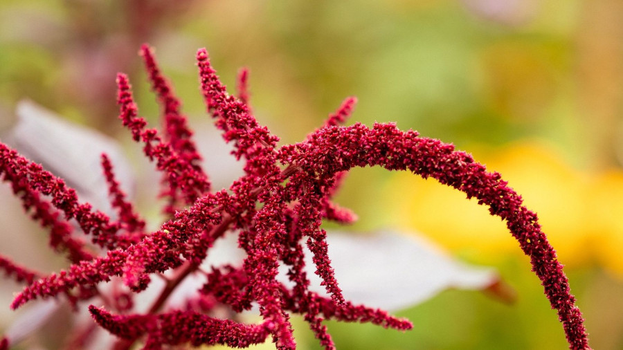 amaranth.jpg