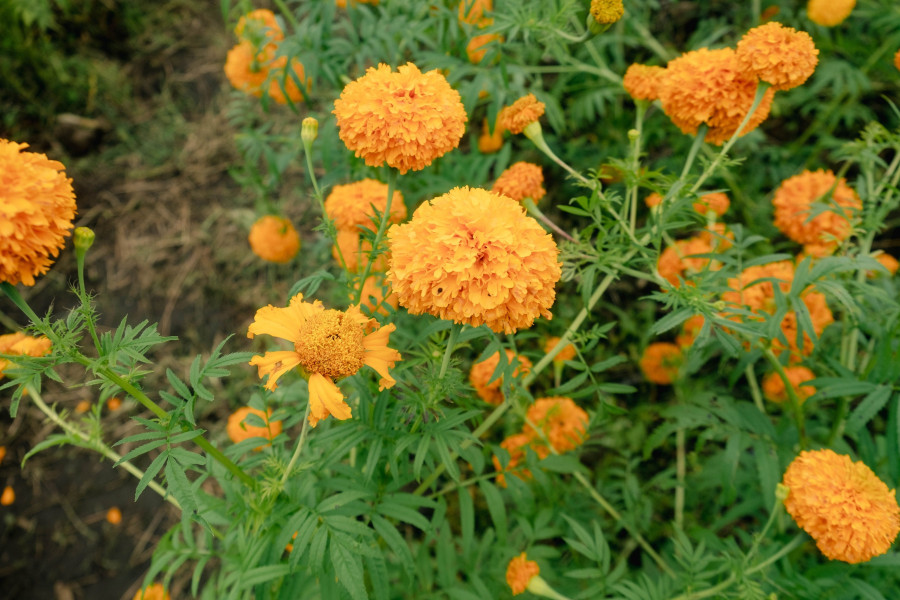 marigold.jpg