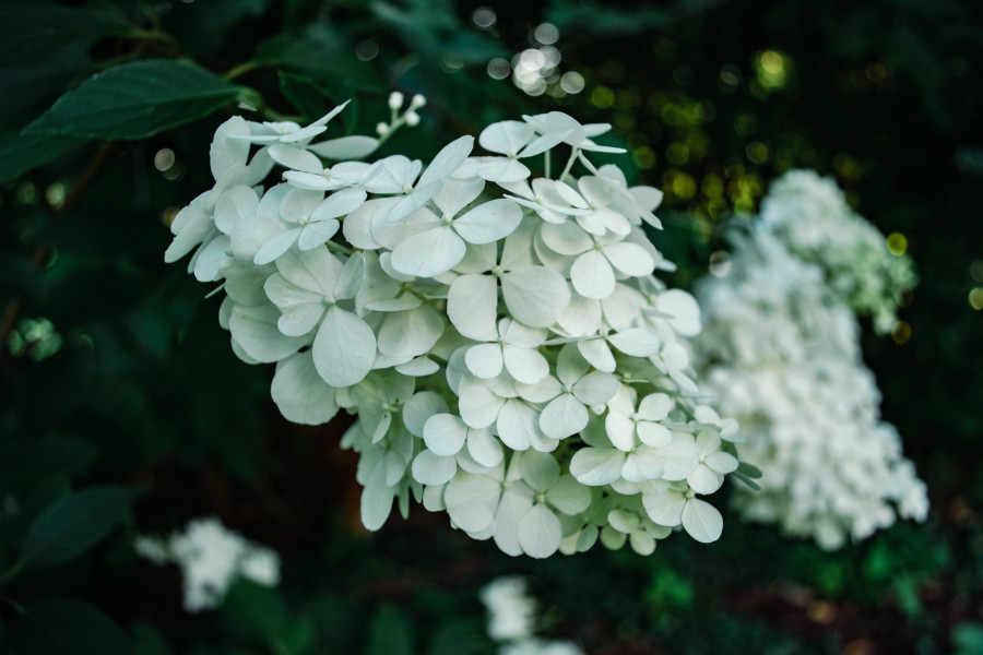 oakleaf-hydrangea.jpg