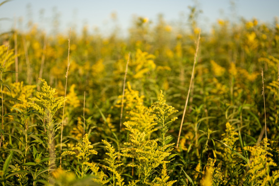 old-field-goldenrod.jpg