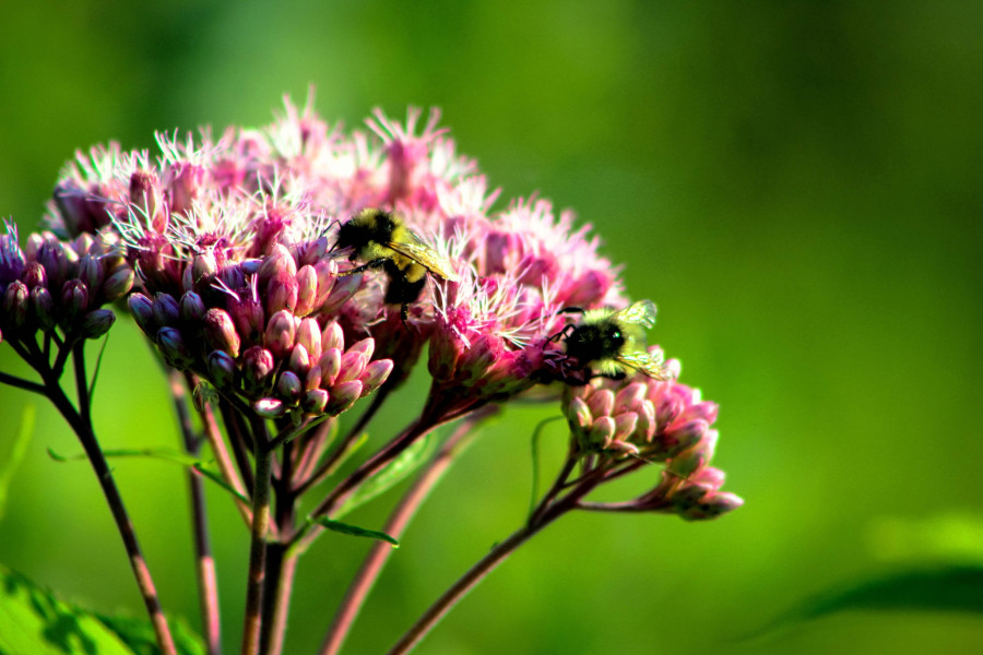 sweet-joe-pye-weed.jpg
