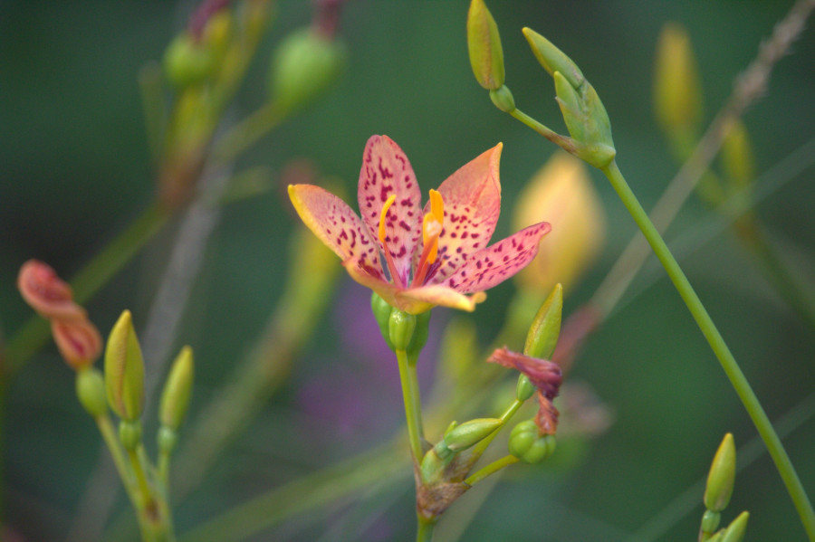 toad-lily.jpg