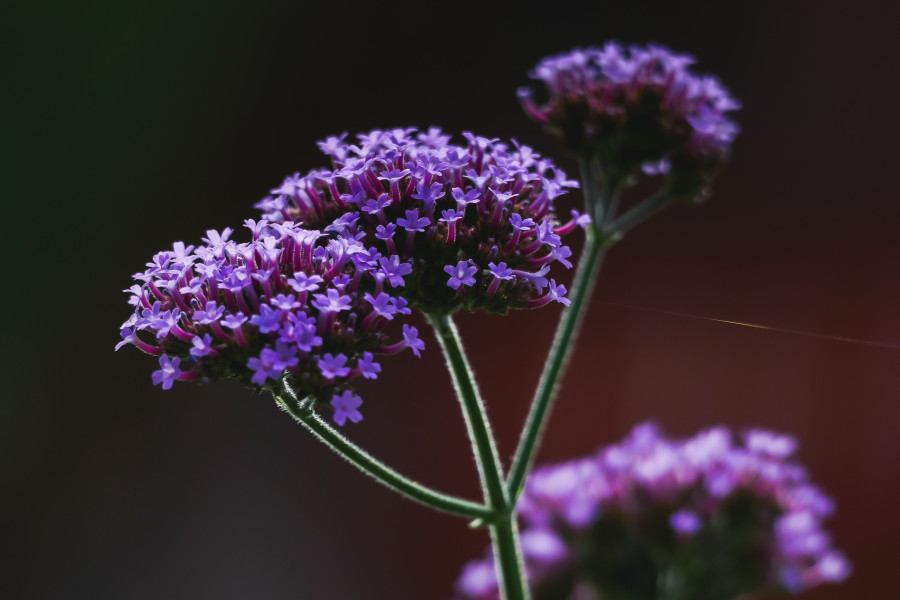 verbena.jpg