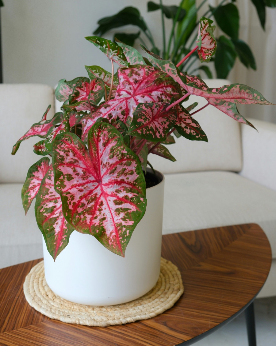 caladium.jpg