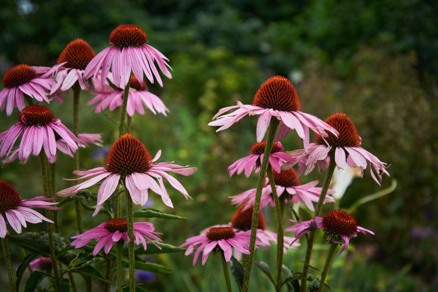 echinacea.jpg