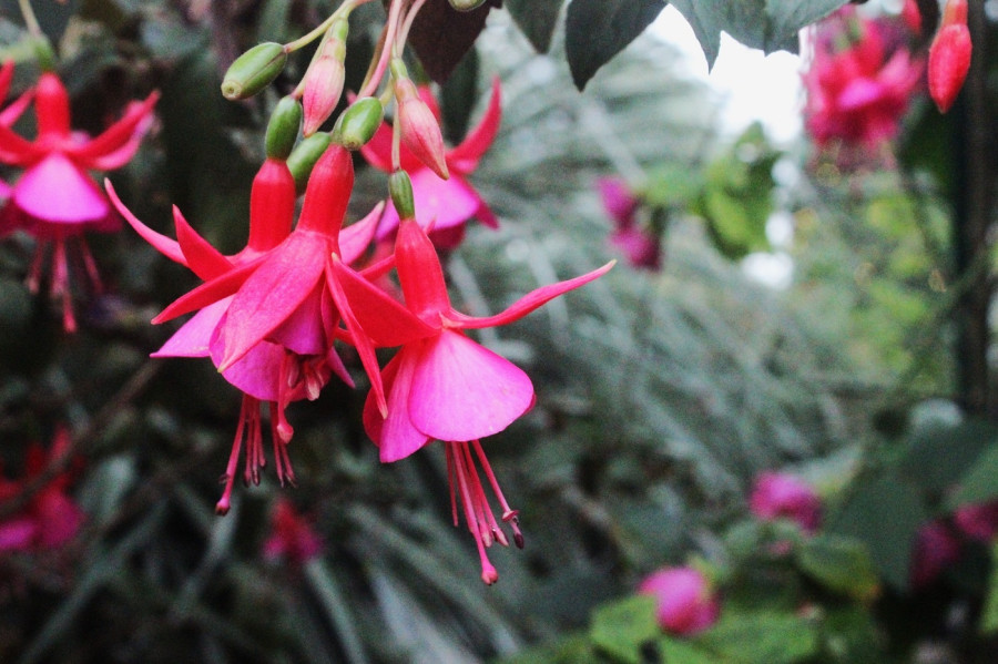 fuchsia6.jpg