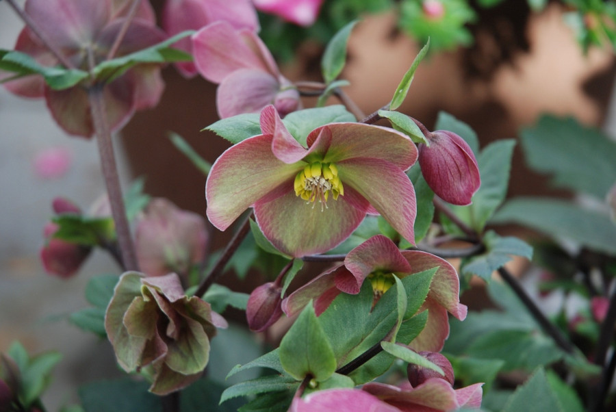 helleborus.jpg