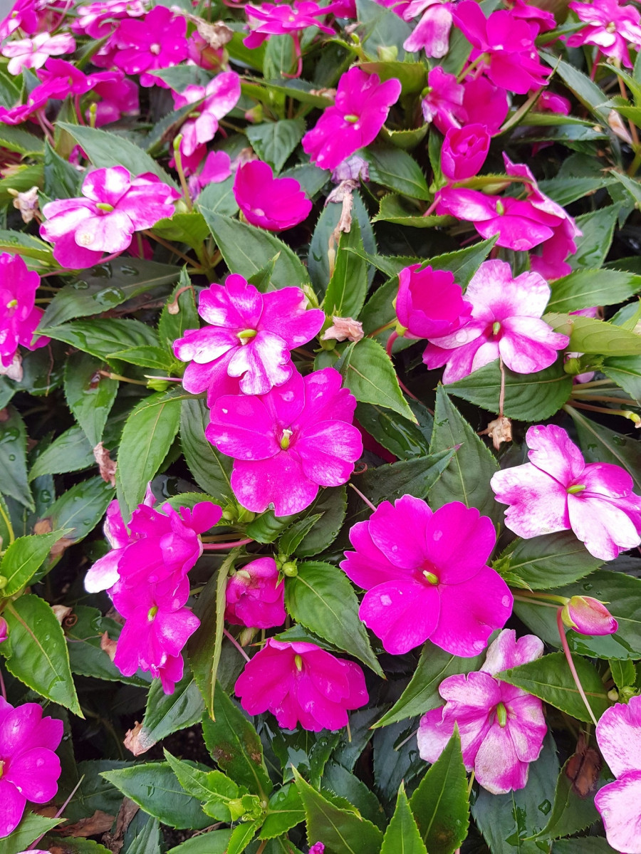 impatiens.jpg