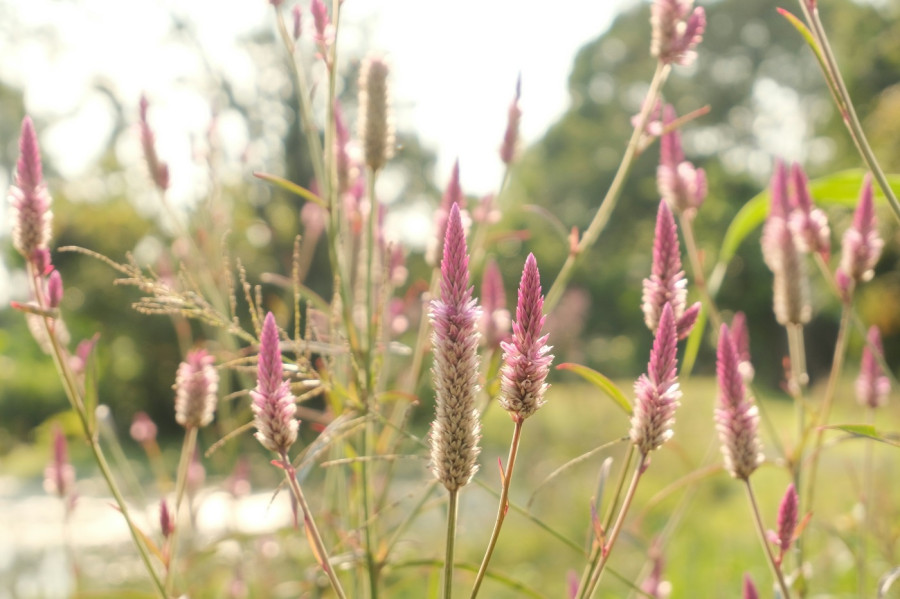 pennisetum-purpureum1.jpg