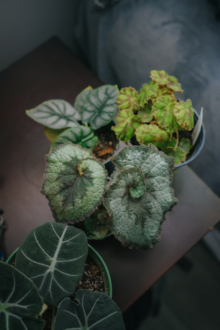 rex-begonia.jpg