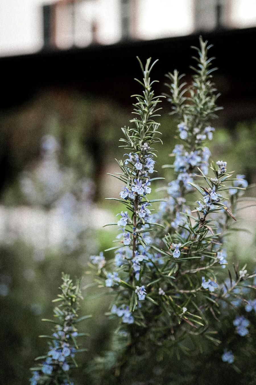 rosmarinus-officinalis.jpg