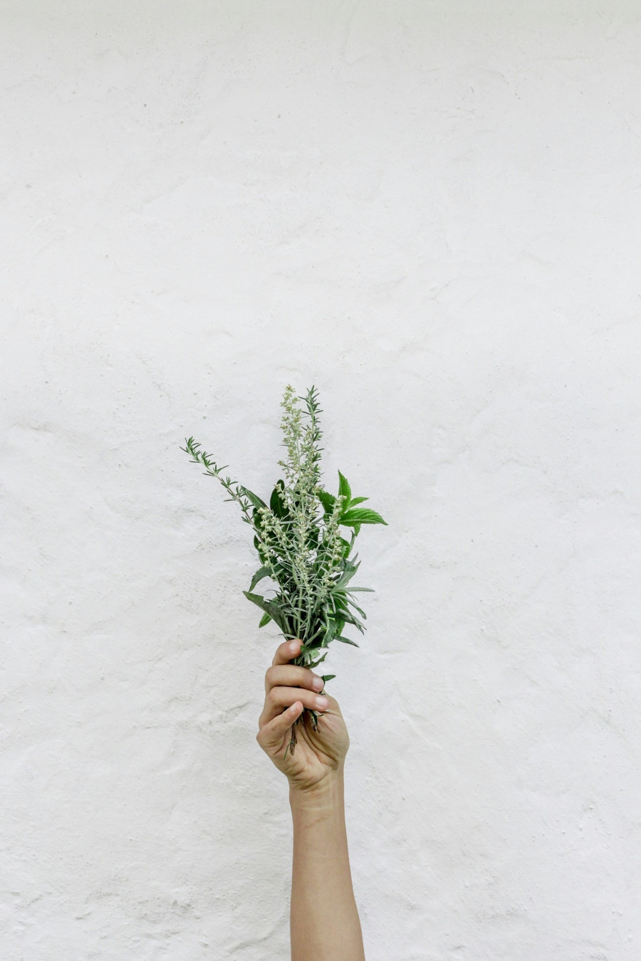 salvia-officinalis.jpg