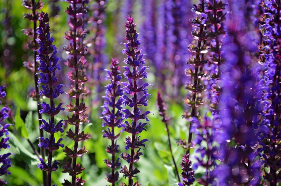 salvia.jpg