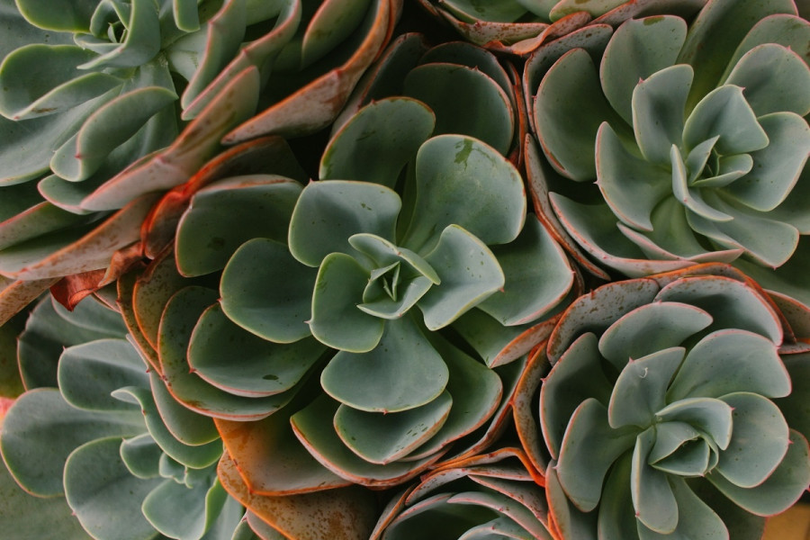 succulents.jpg