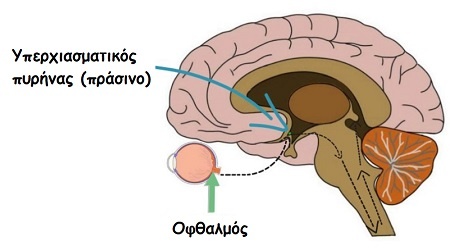 kortizoli.jpg