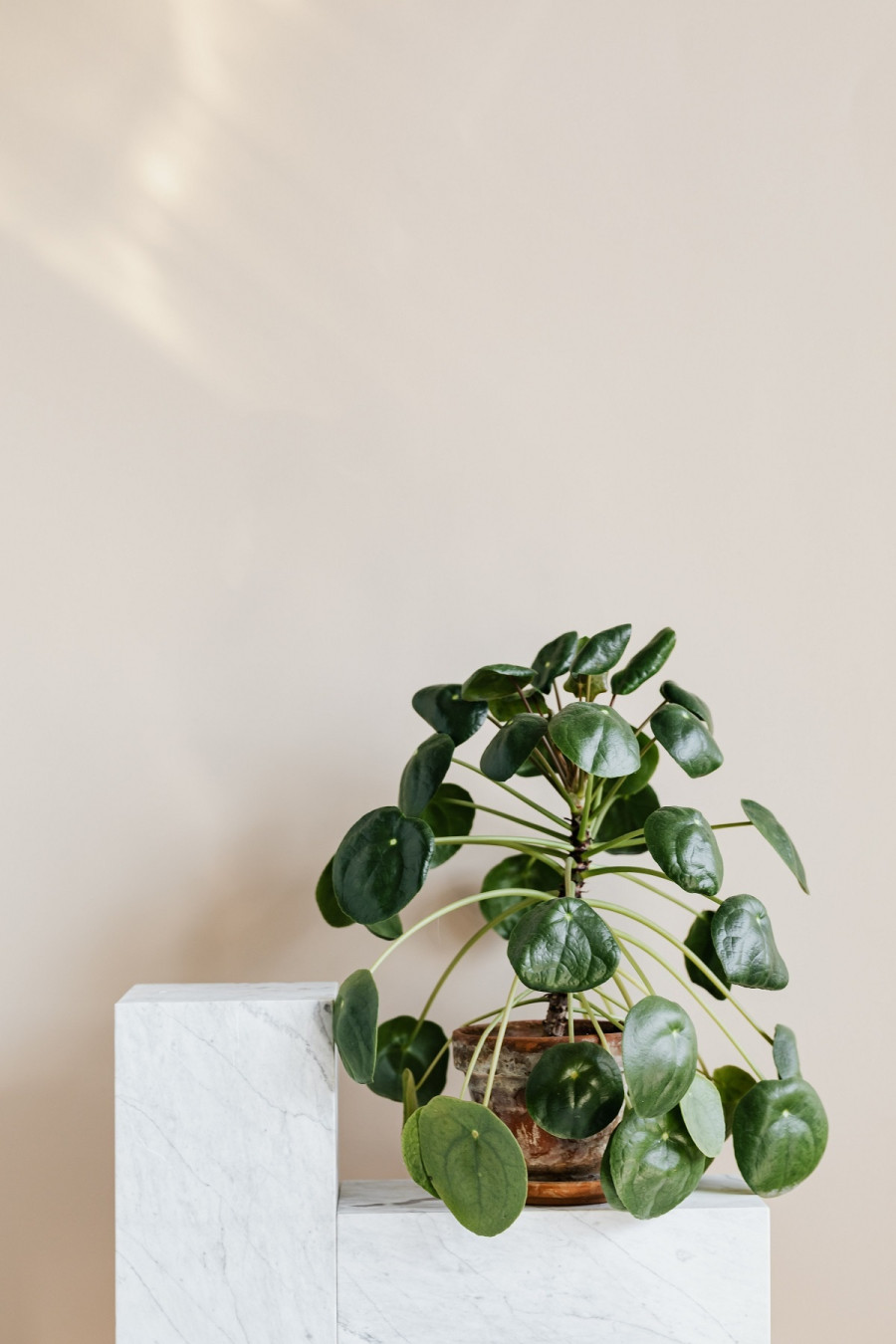 pilea-glauca-1.jpg